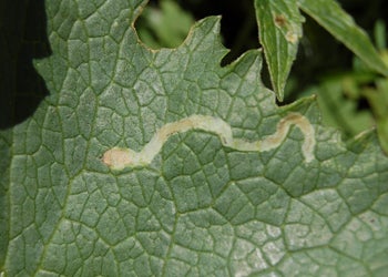 Snake-imprint_1220 None