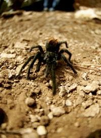 258_Flagstaff_tarantula_200_4795 None