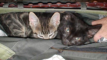 EBPPB11-Kittens-in-my-pants_6520 None