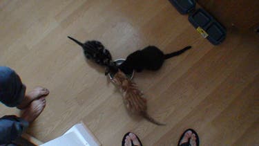 EBPPB11-Natashas-fosterkitt_6519 None