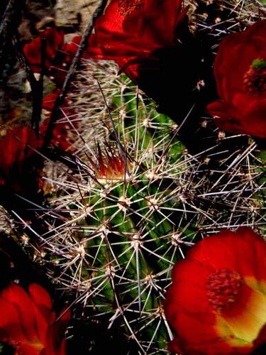 LLPB2-duclaretcupcactus_8384 None