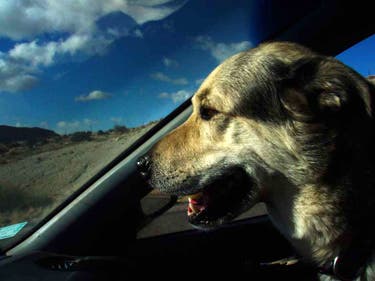 LLPB2-dudrivingpup_8383 None