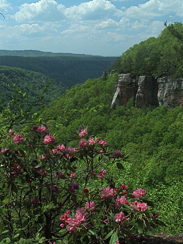 bridge-rhod-view_9631 None