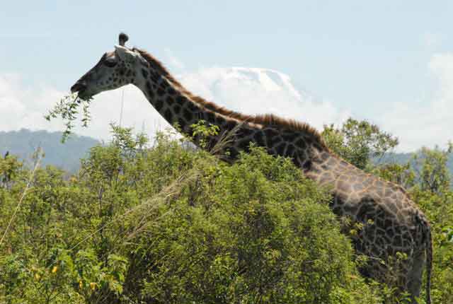 Kilimanjaro-giraffe_13637 None