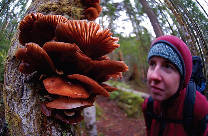 fun-fungi-Index279_21824 None