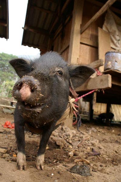 Chiang Ra - one of the all present hous None