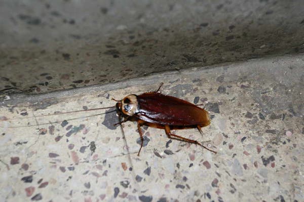 Gerri-Kier-Nepal08-066_700.jpg None