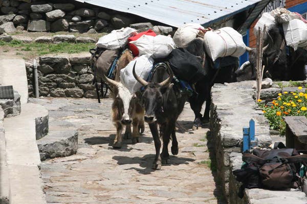 Gerri-Kier-Nepal08-084_711.jpg None