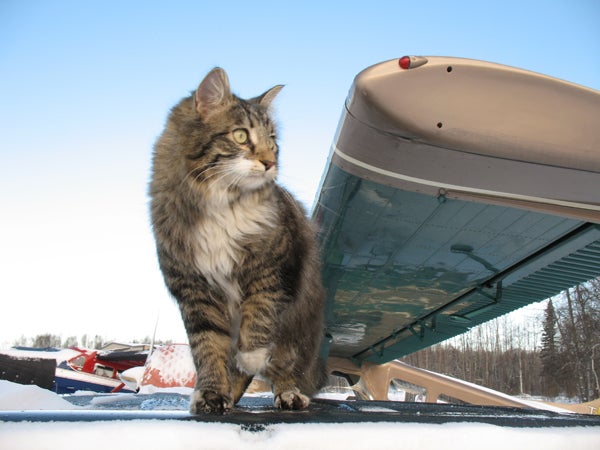 Hangar-cat-named-Beaver_498.jpg Hangar cat named Beaver.