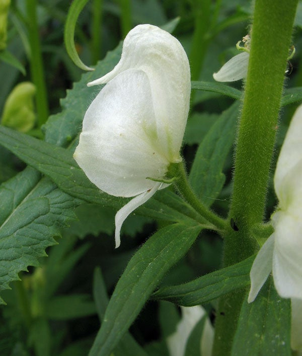Rocky Mountain Wildflowers - Climbing