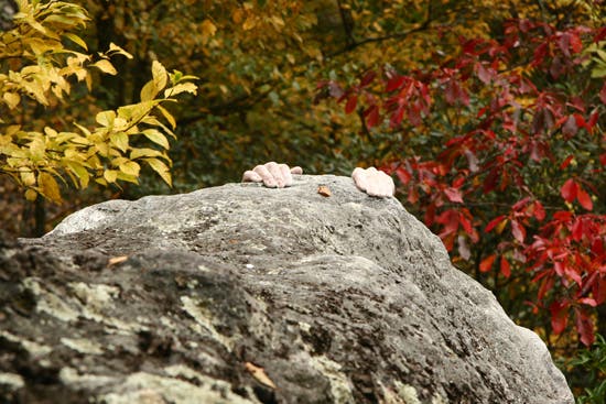 TC06-Houndears_0824_4578.jpg © Photos by Brian Burnham - www.cirquevideo.com