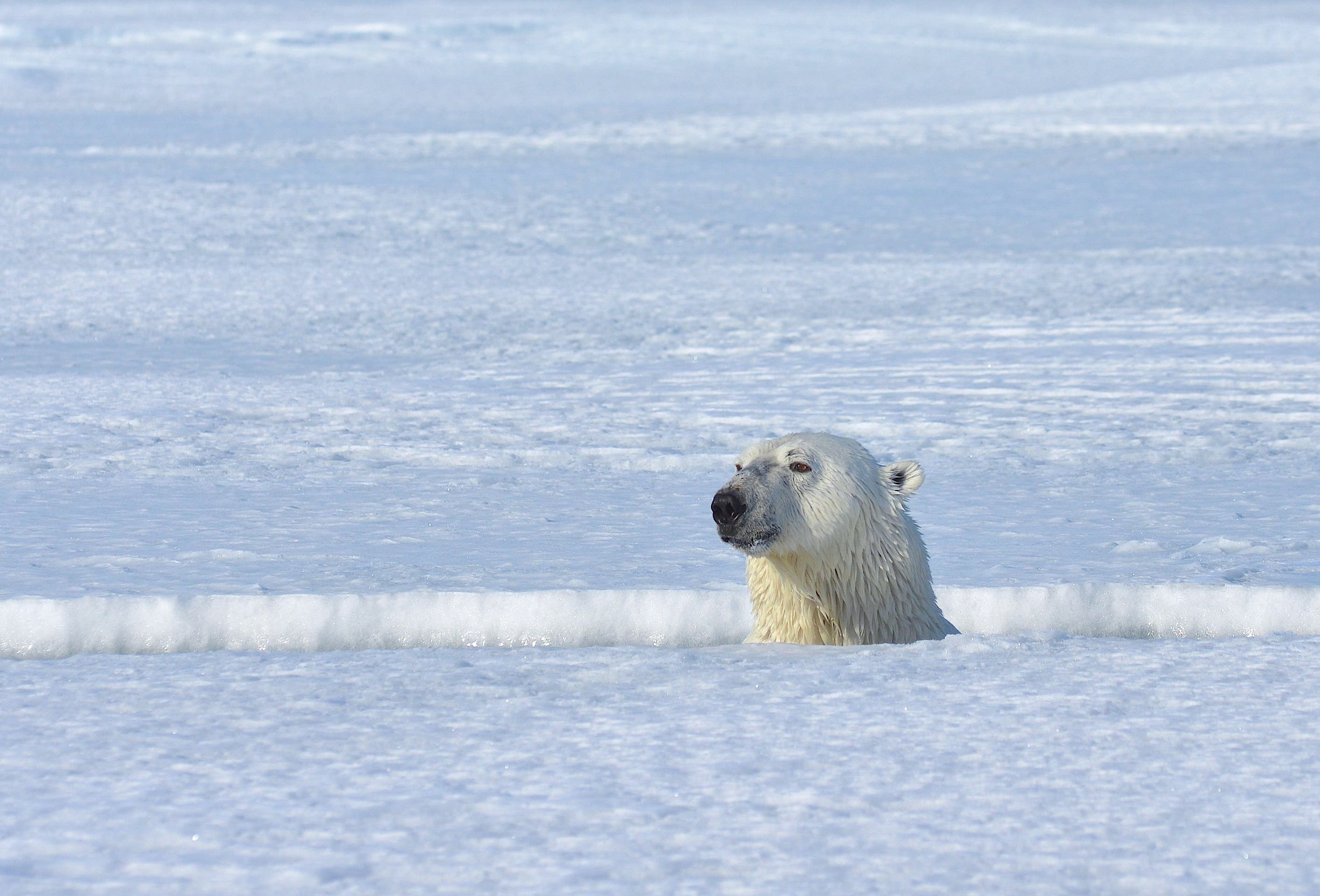 Baffin polar bear