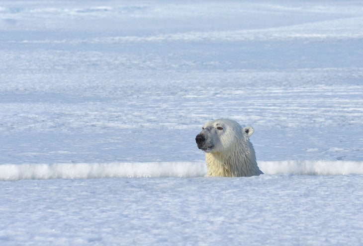 LibeckiBaffin2014-1.jpg Baffin polar bear