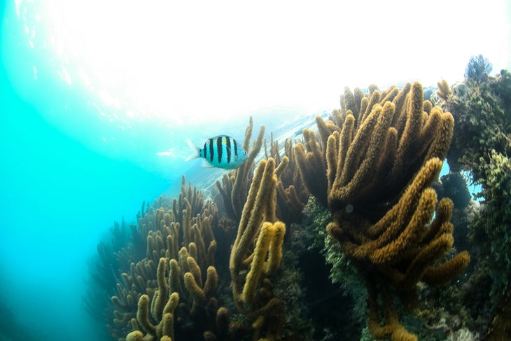 burr072615_1009.jpg None