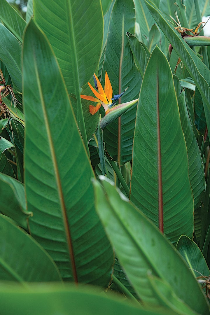 burr072815_181_gn.jpg None