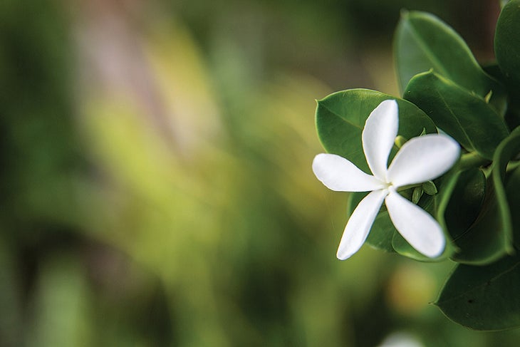 burr072815_220_gn.jpg None