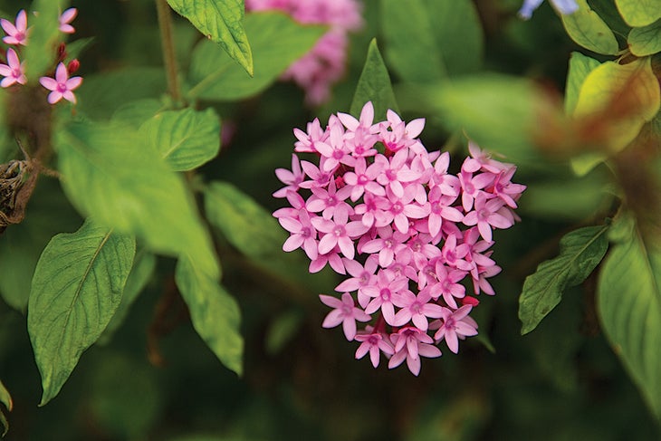 burr072815_235_gn.jpg None