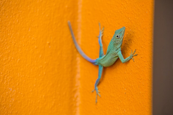 burr072815_435.jpg None