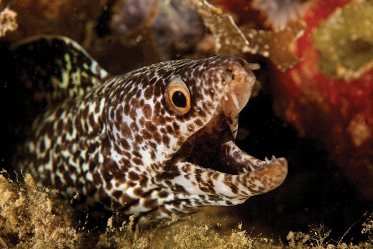 IMG_0283_gn.jpg None