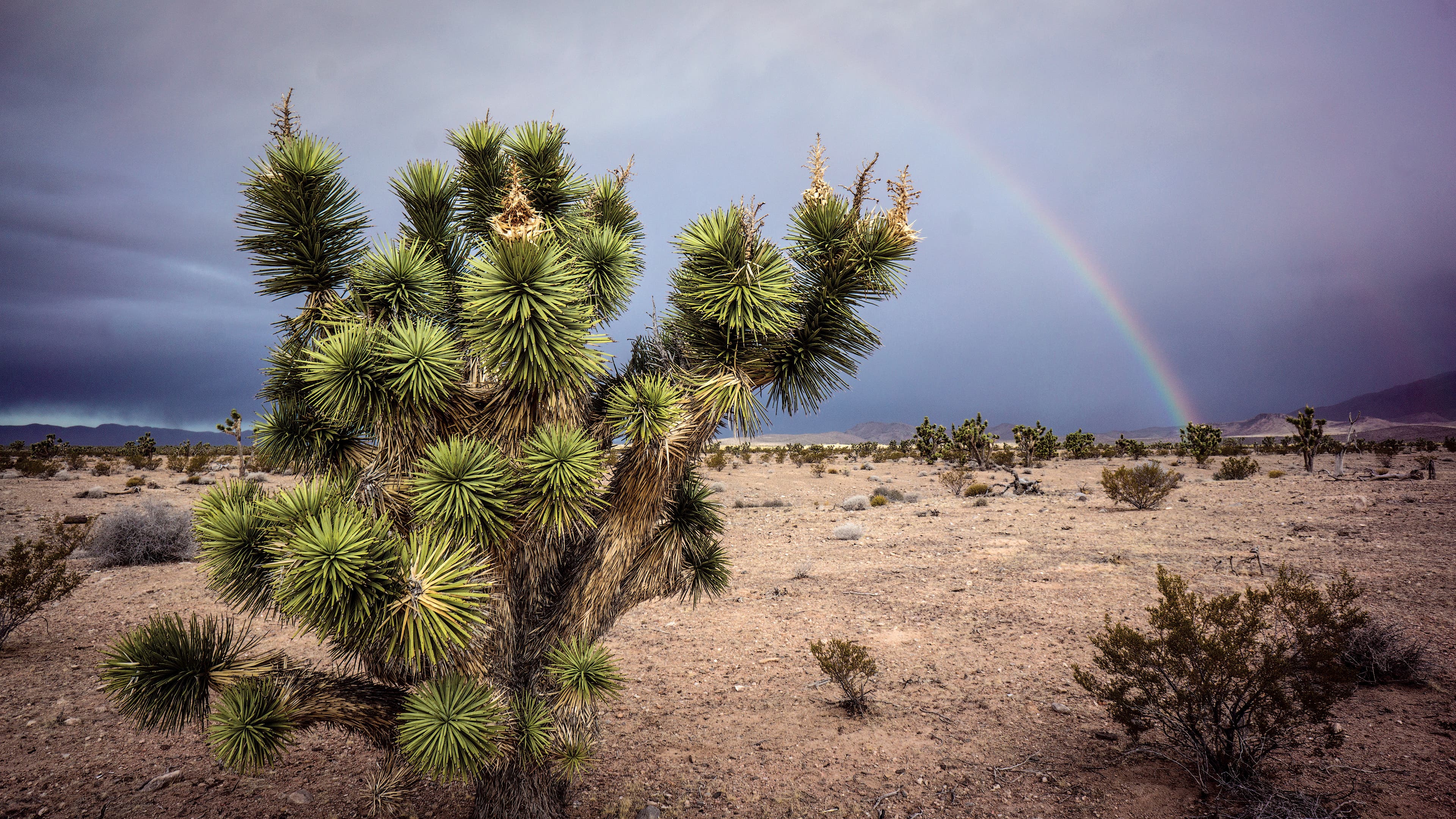 Joshua Tree Arizona Rainbow