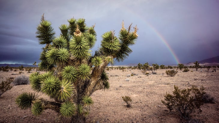 joshuatree3_gn.jpg Joshua Tree Arizona Rainbow