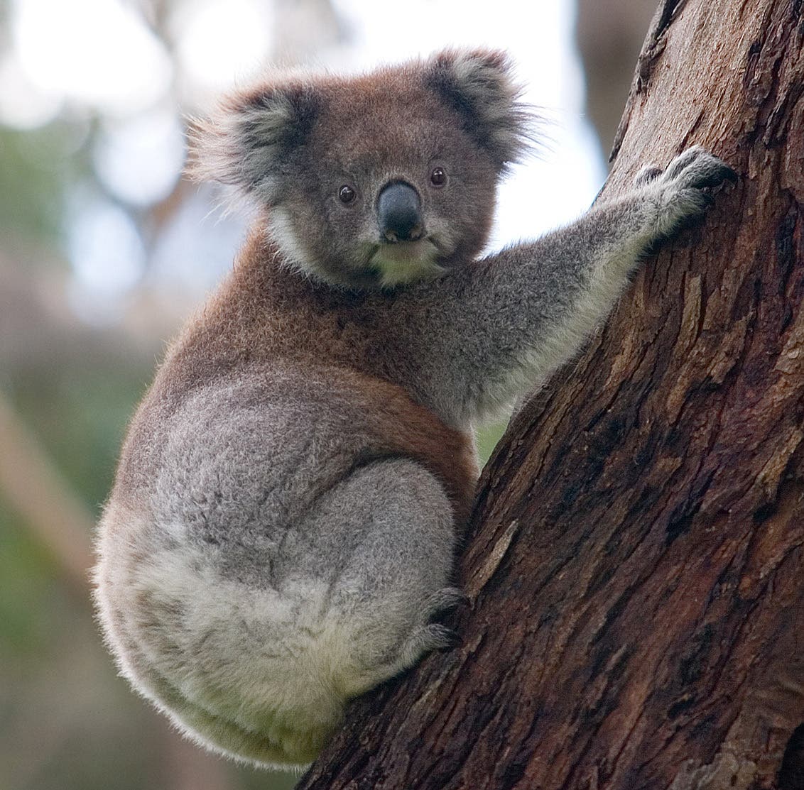 Koala_climbing_tree.jpg Koala australia rock climbing