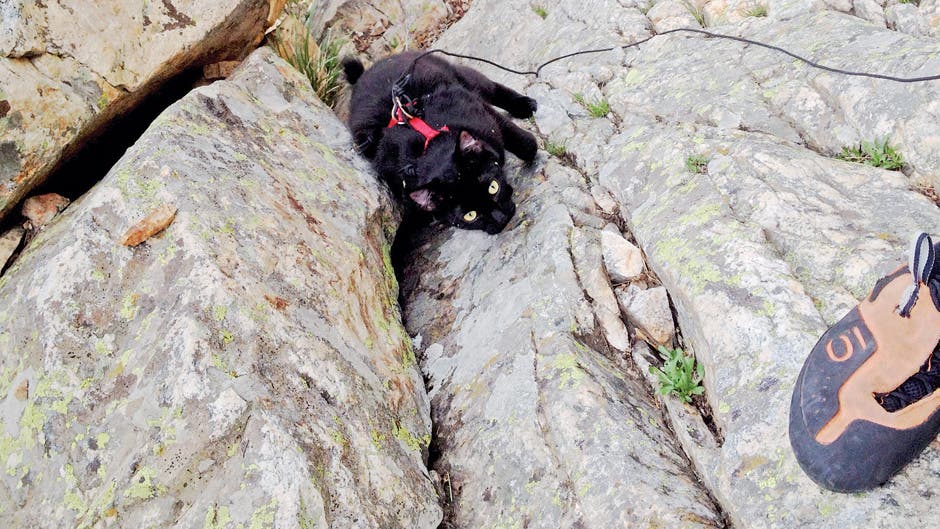 CragCatsPromo.jpg None