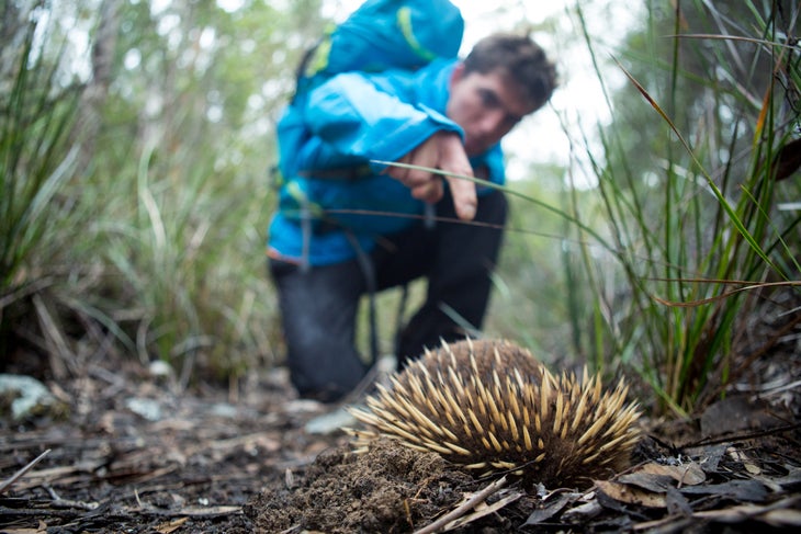 Ben_rueck_Tasmania None