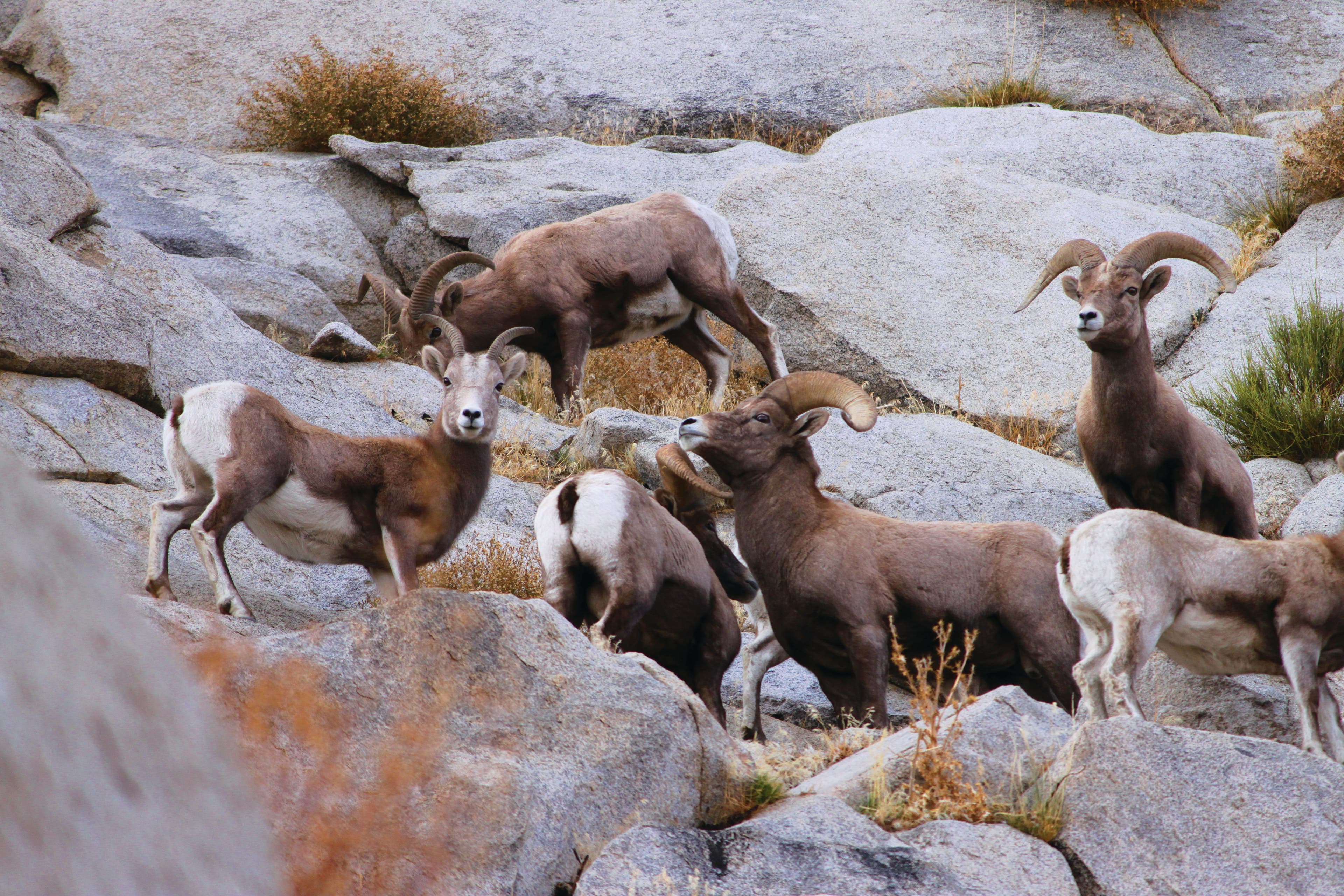 IMG_0057 Sierra Nevada bighorn sheep california crag fauna rock climbing katie lambert out on a ledge