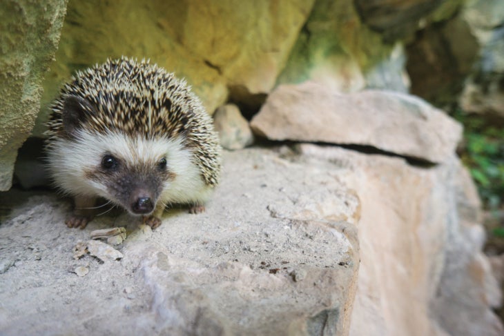 frankierifle2-web None