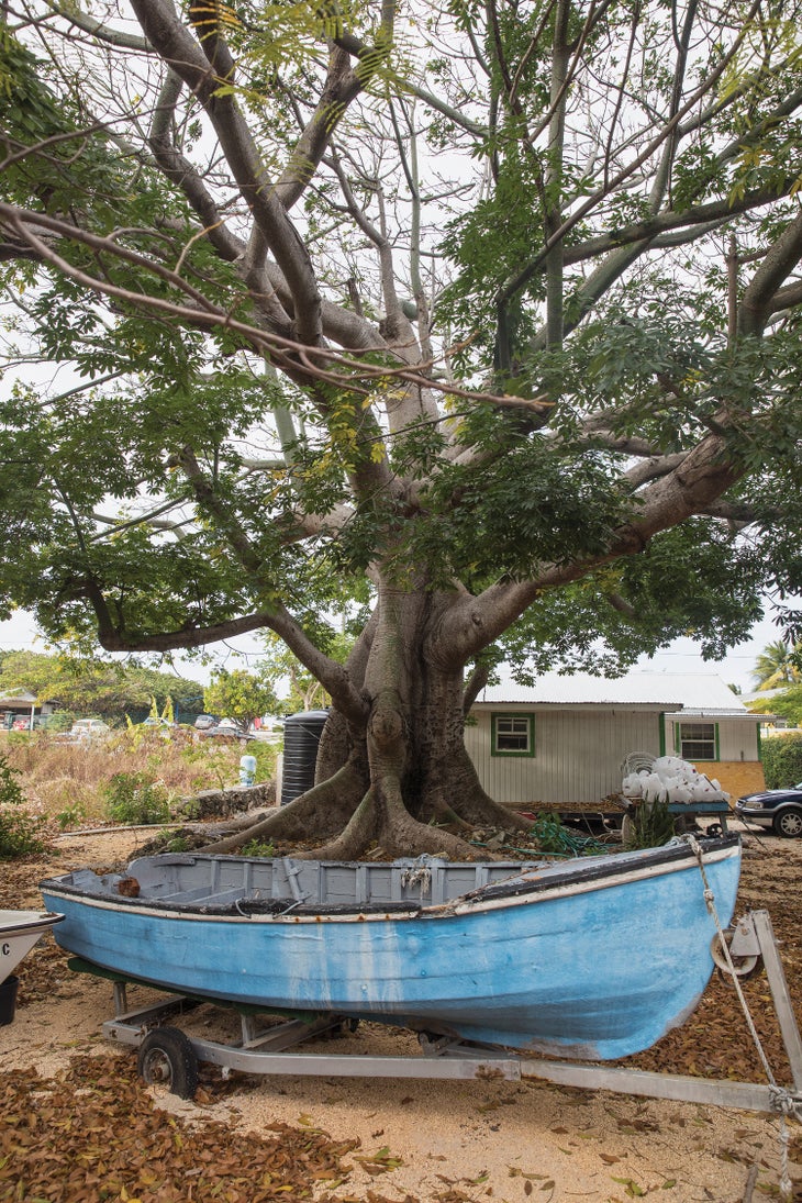 burr121218_1050_bjk-web None