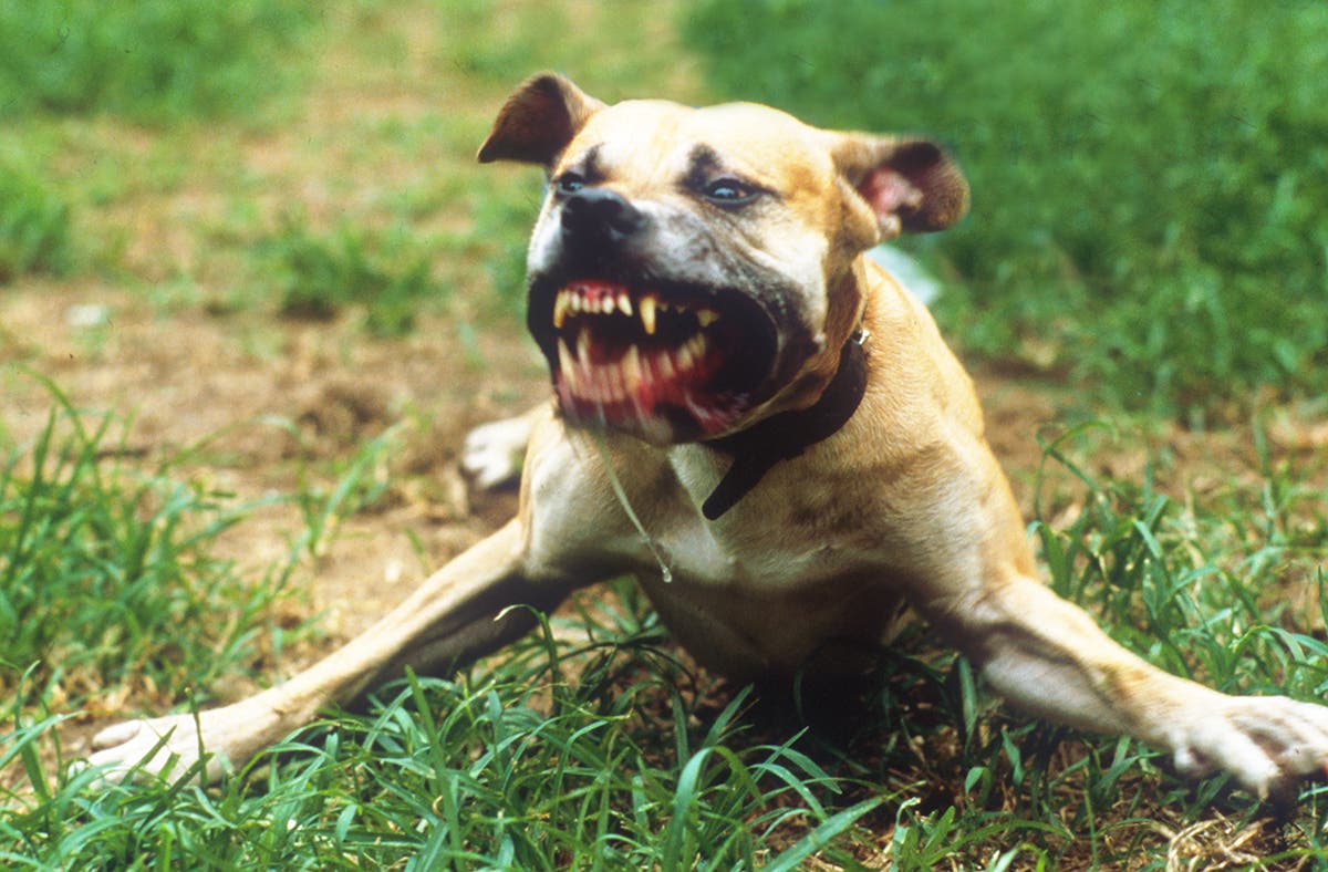 Don't Bring Your Loose Dogs to the Crag or Climbing Area