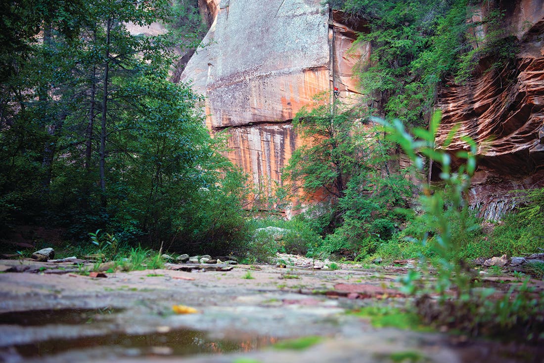 Water and foliage at the base of Tina's Hot Tips