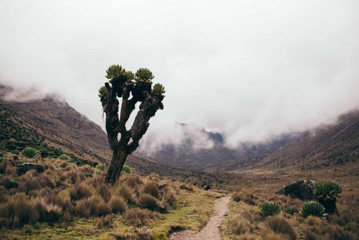The Sirimon route on Mount Kenya, just before reaching Shipton's campsite.