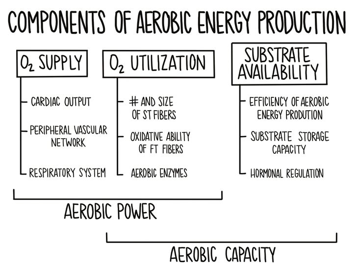 Components of aerobic energy production