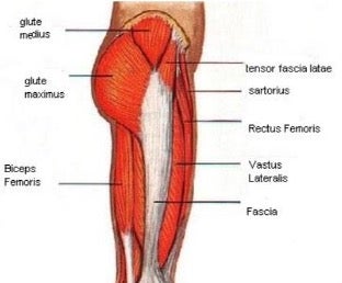 Hip Diagram