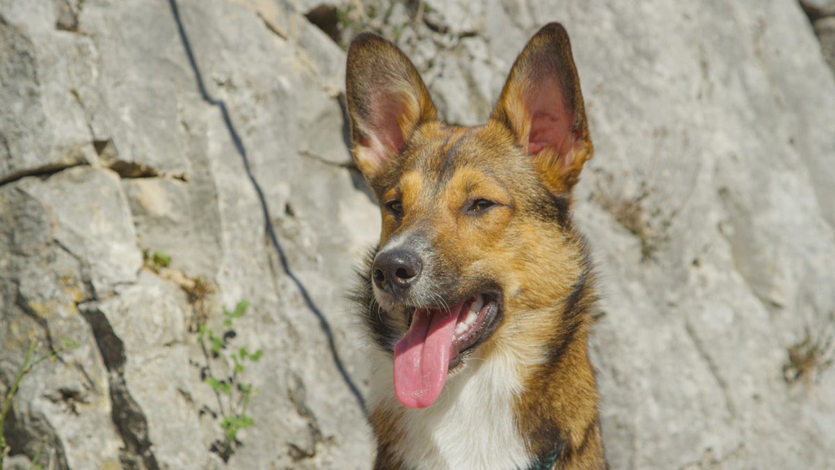 Why Pets Don't Belong at the Crag—Ever