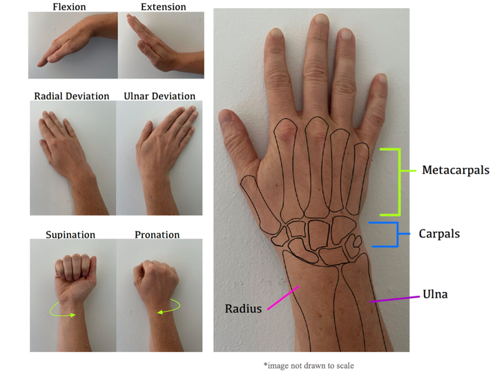 Wrist Orthopaedic Test: Supination Lift Test