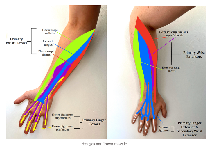 Flex Force (forearm & wrist strengthening bands)