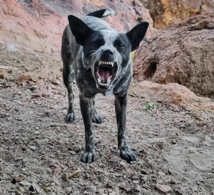  I Love Rock Climbing & Dogs Cute Puppy Dog Climbing