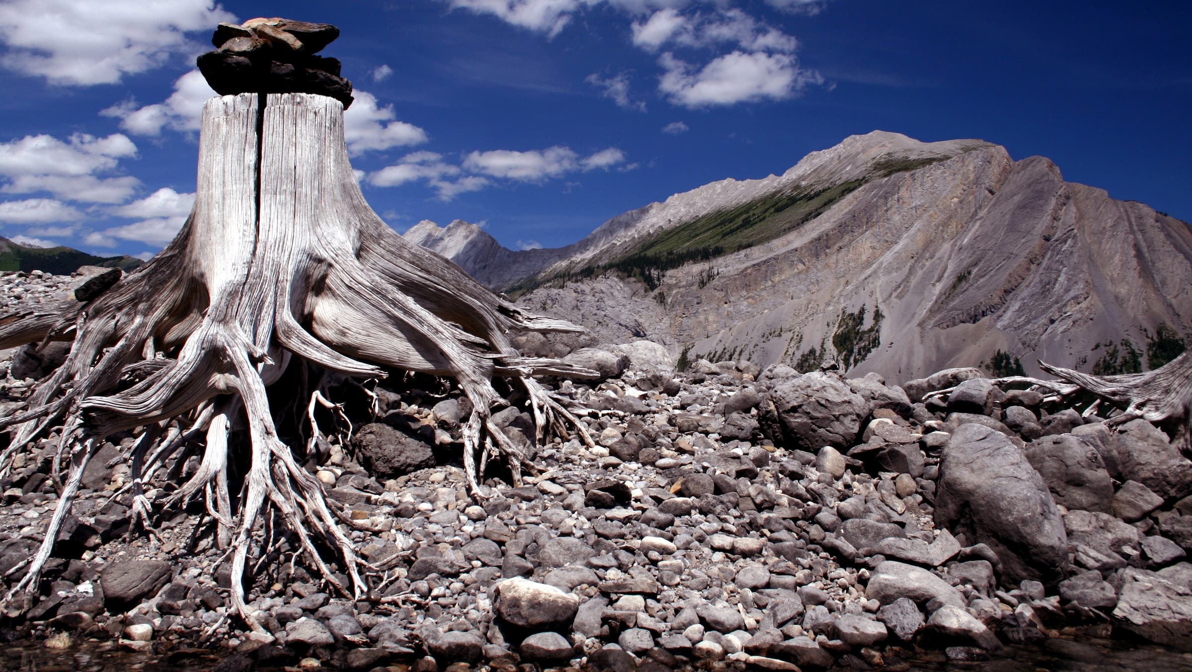 mt. indefatigable with a dead tree in front