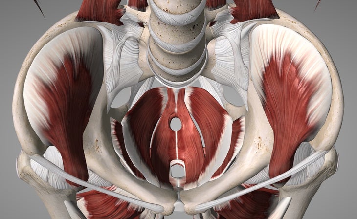 diagram of pelvic floor