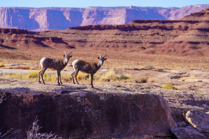 Two big horn sheep on the White Rim