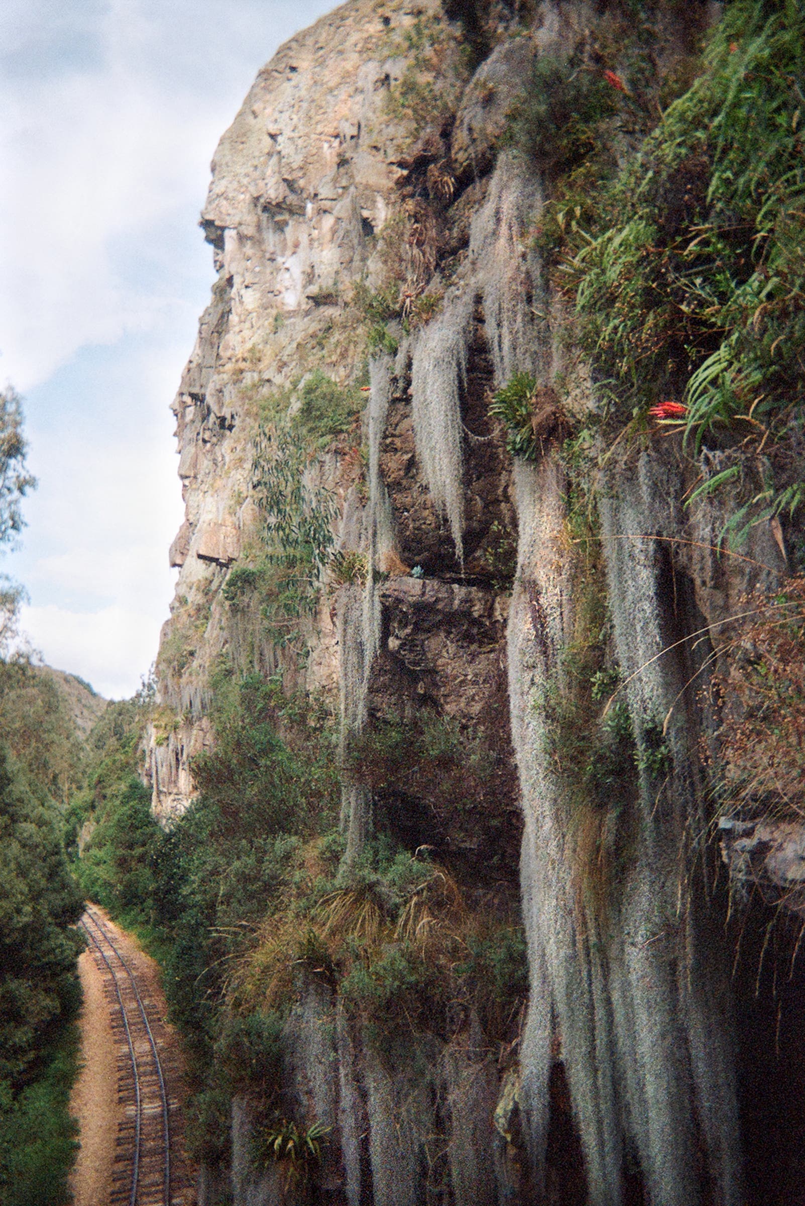 Vegetated Rocks Climbing After a Brain Injury - Climbing