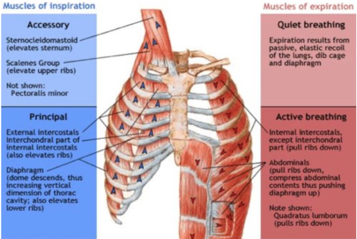 Learn to Observe Respiratory Muscle tissues for Climbing