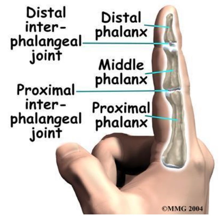 Diagram showing parts of a finger.