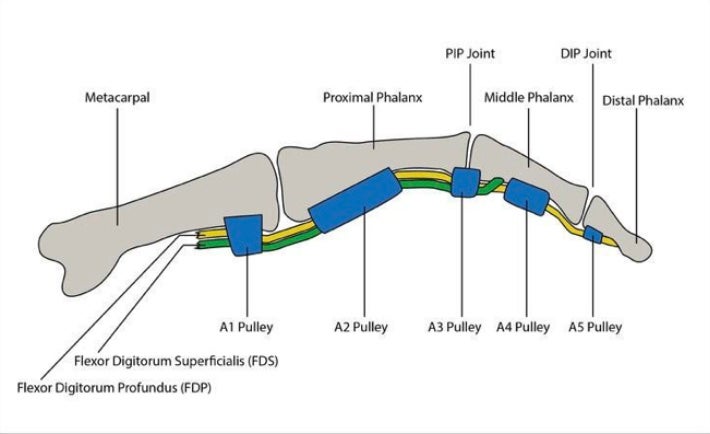 Diagram shows the different part of a finger's pulley.