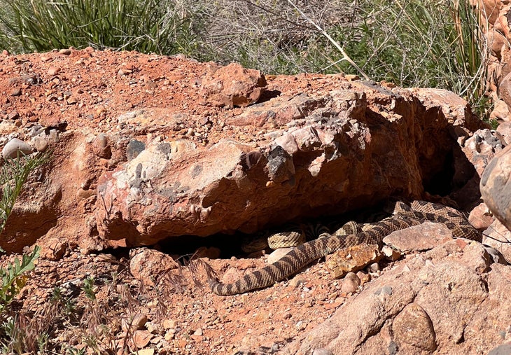 rattlesnake under a rock