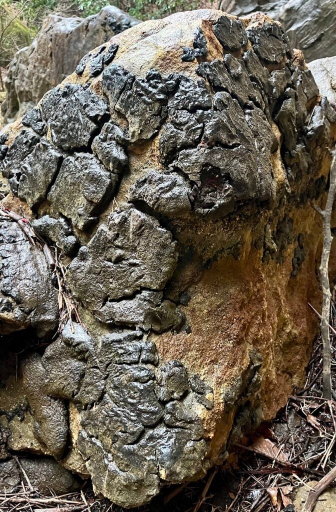 oily rock