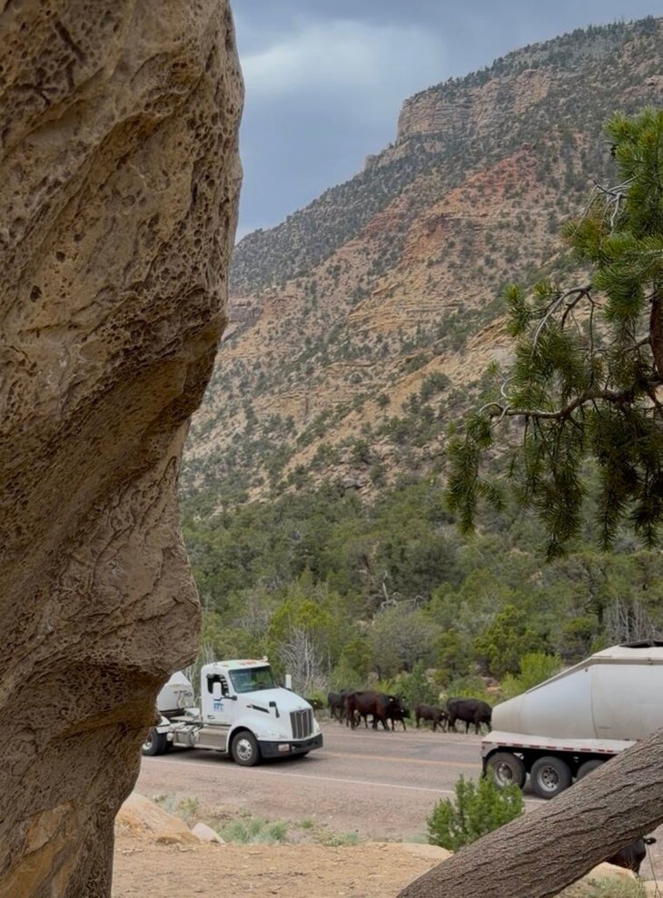 cows and a truck amid boulders